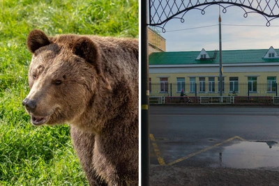 В Новодвинске заметили медведицу с детёнышами
