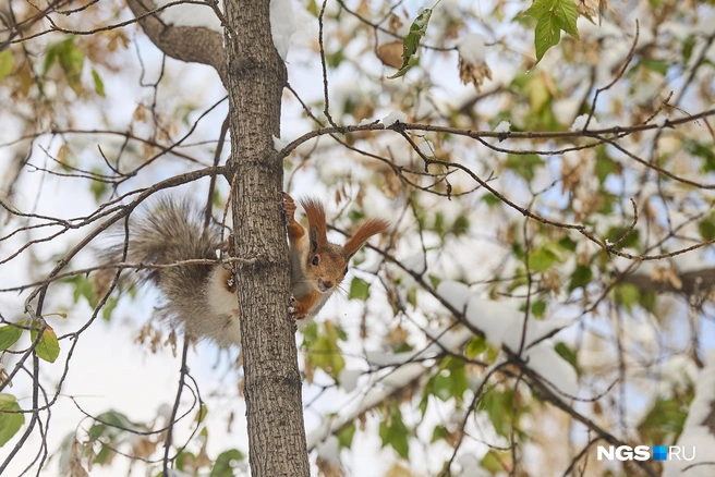 Не все довольны предстоящим графиком работы | Источник: Александр Ощепков / NGS.RU