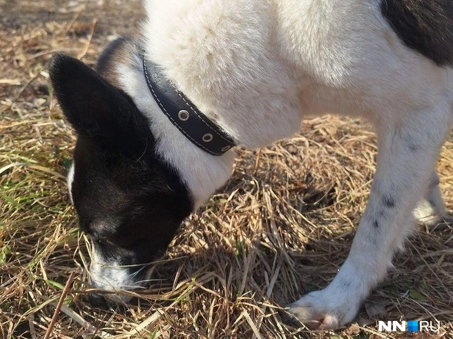 Пока хозяева смотрят на закат, мне по душе исследовать землю | Источник: Валерия Коростелева / NN.RU