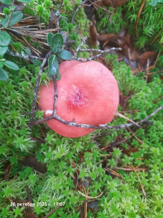 Грибы Ярославской области / Vk.com | Источник: А эту красоту сфотографировала Марина Лабзина 26 октября