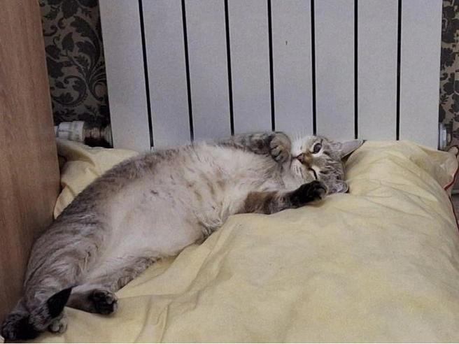 Эта кошечка знает прекрасное место в доме, где можно провести холодный денёк | Источник: читательница НГС Юлианна