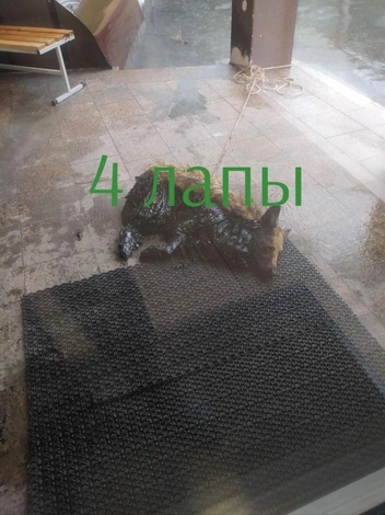 Источник: 4 ЛАПЫ / Vk.com