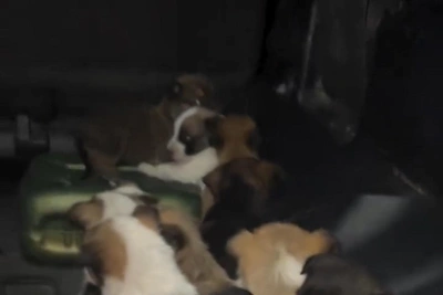 Homeless Dog Leads Yakutia Woman to Puppy Den in Viral Video