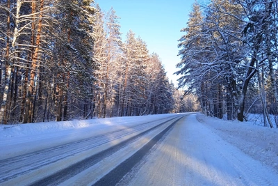 Волки замечены у трассы в Барышском районе