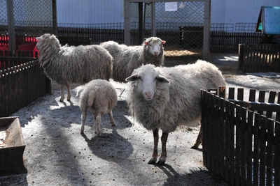 Беспризорные овцы уничтожили дачный участок в Товарковском