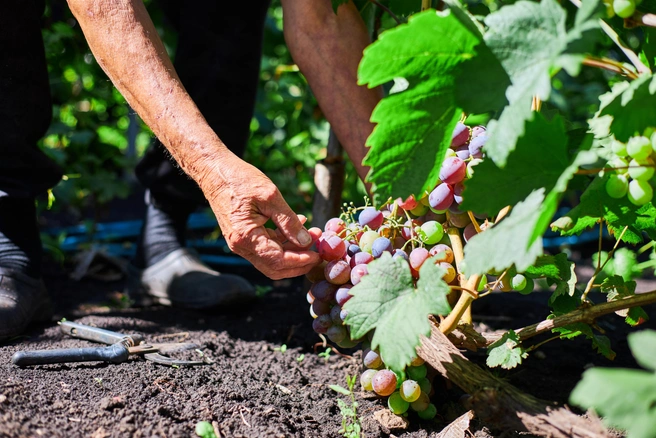 Болезни и вредители могут поразить как листья, так и гроздья | Источник: Роман Данилкин / 63.RU