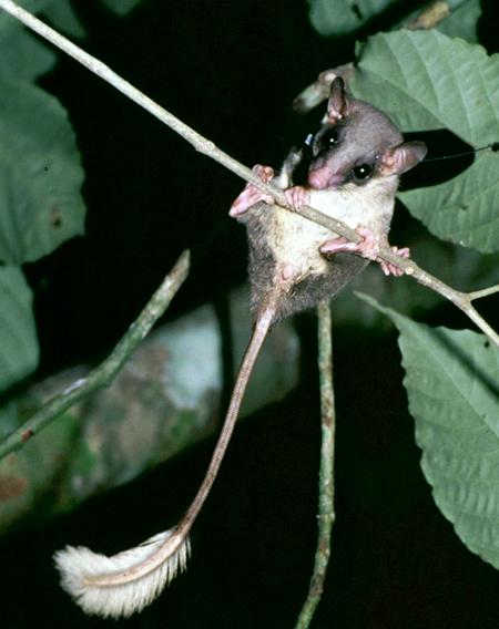 Перьехвостая тупайя (Ptilocercus lowii) | Источник: National Academy of Sciences, PNAS