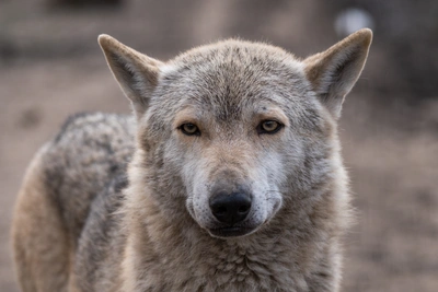 Томичи получили выплаты за отстрел волков