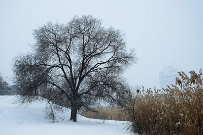 Grove once threatened now rests under snow