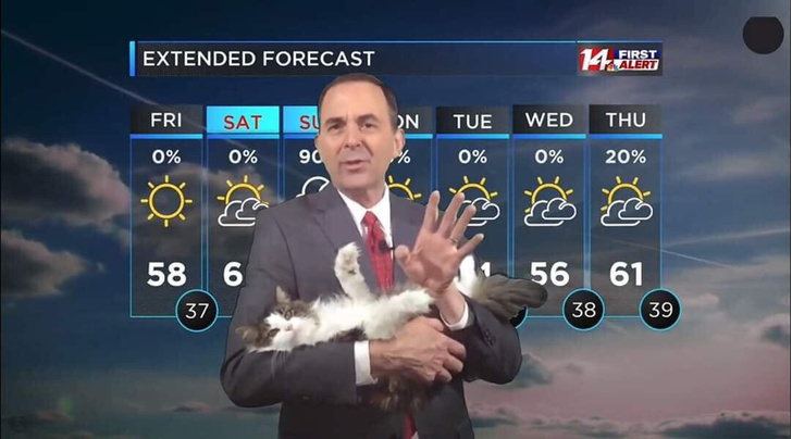 Ведущий прогноза погоды ведет передачи с кошкой на руках (видео)