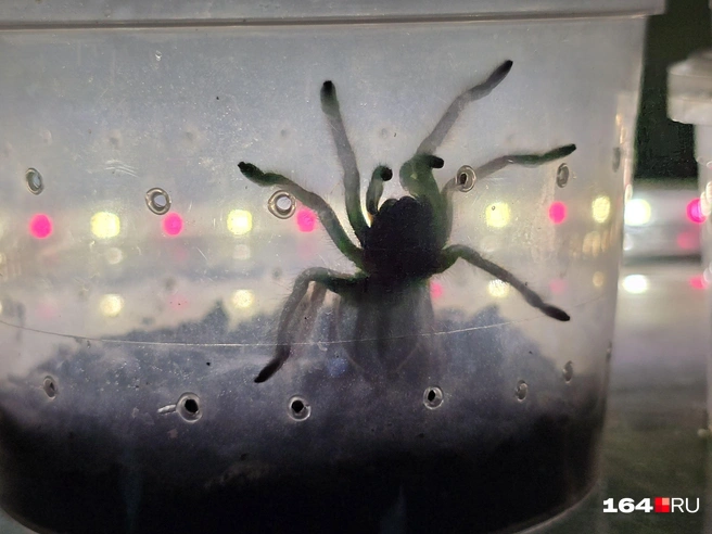 Тут живут гигантские пауки | Источник: Семен Коротов-Майбах / 164.RU