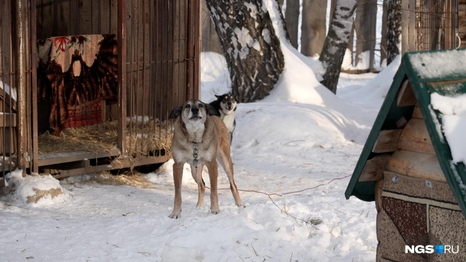 У животных есть теплые будки и вольеры | Источник: Антон Дигаев / NGS.RU
