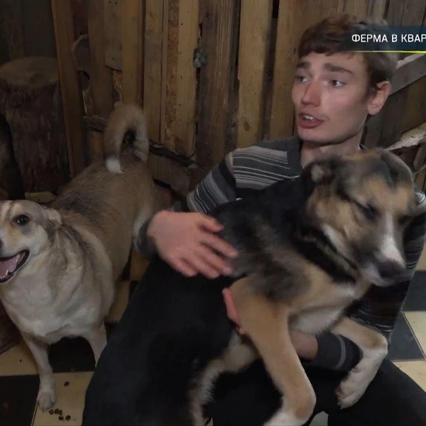 Собаки выглядят упитанными | Источник: ntv.ru