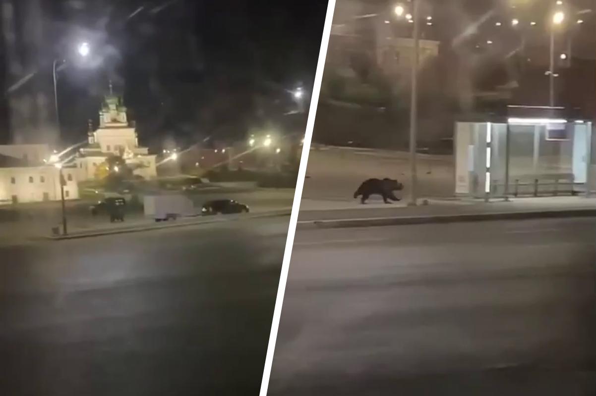 «Офигеть, прямо в центре»: ночью по Соликамску бегал медведь — видео