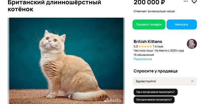 У котенка уже есть титулы | Источник: Авито