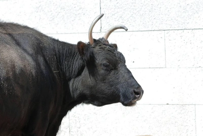Yakut Bull and Cow Die at Leningrad Zoo After 20 Years
