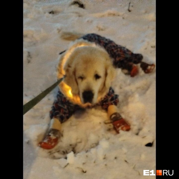 Источник: читатель E1.RU
