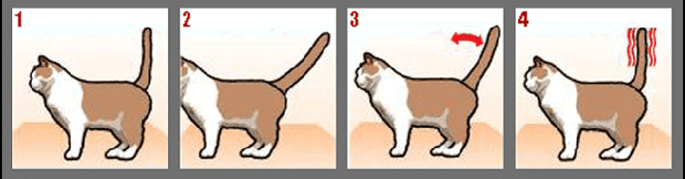 Фото №1 - Как понять кошку по хвосту