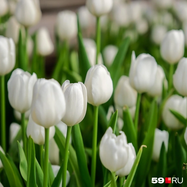 Цвета весны | Источник: Василина Любимова / 59.RU