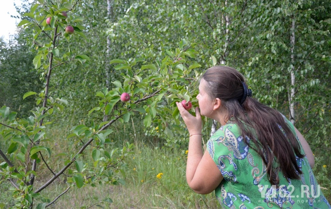Урожай яблок в Радужном