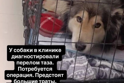 Сбитую хаски в Екатеринбурге спасли в новогоднюю ночь