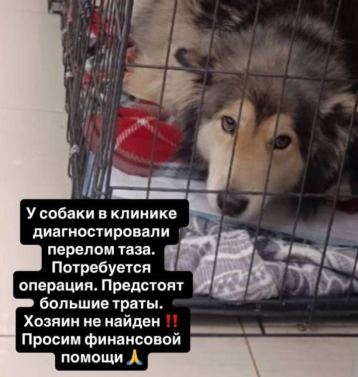 Питомцу требуется операция | Источник: читатель E1.RU