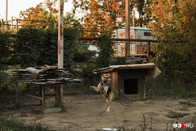 Собака Елены | Источник: Дарья Паращенко / 93.RU