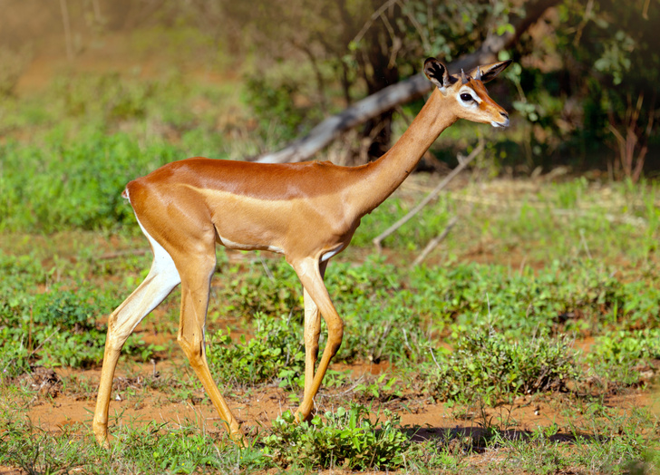Жирафовая газель и другие животные с длинными шеями