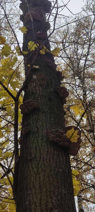 В лесах области прямо сейчас находят вешенки | Источник: Группа VK «Грибы и грибники Рязани»