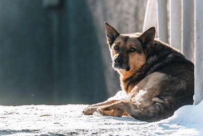 Нефтеюганский Хатико: раненый пес на месте ДТП