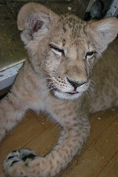 Источник: «Иркутский зоопарк» / Telegram