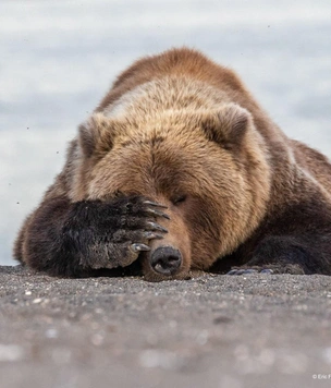 15 самых смешных фото животных, у которых явно похмелье, за всю историю комического конкурса Comedy Wildlife Photography Awards