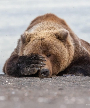 15 самых смешных фото животных, у которых явно похмелье, за всю историю комического конкурса Comedy Wildlife Photography Awards