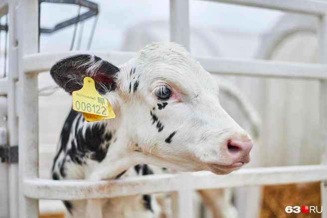 Источник: Роман Данилкин / 63.RU