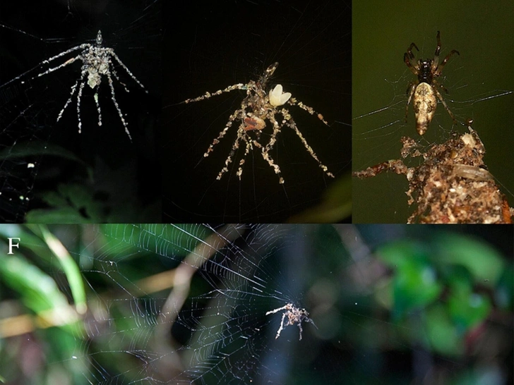 Тропические пауки создают себе гигантских двойников. Зачем им это нужно?