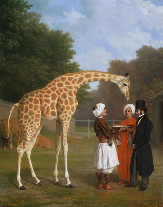 Аристократ саванн: как живется жирафу с такой длинной шеей