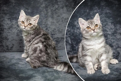 Кот с гормональным заболеванием ищет дом в Новосибирске