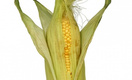 Роспотребнадзор запретил ввоз генетически модифицированной кукурузы