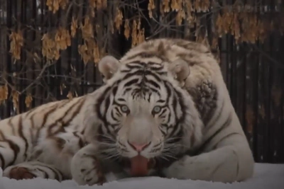 Белый тигр Кови вылизывает снег от удивления