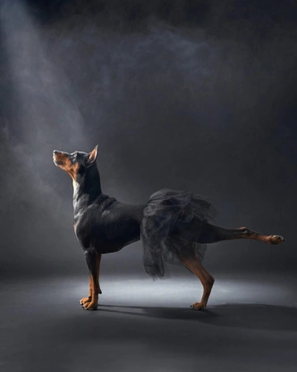 Источник: Dog Photography Awards