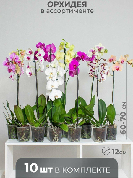 Орхидея из бисера своими руками — пошаговые фото со схемами, вышивка и плетение красивых орхидей