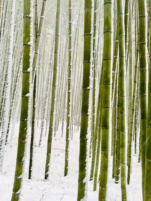 Источник: Mark Sarmiento / Ippawards.com