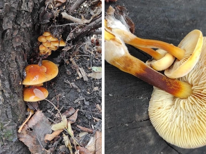 Грибники не спешат завершать сезон сбора | Источник: Юлия Бахтина / Грибные истории / «Вконтакте»