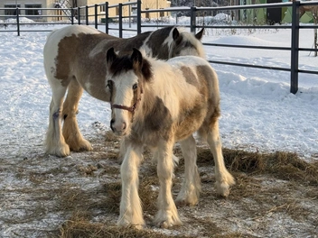 Кобыла Мегги Мэй и жеребец Орео | Источник: Предоставлено Пермским зоопарком