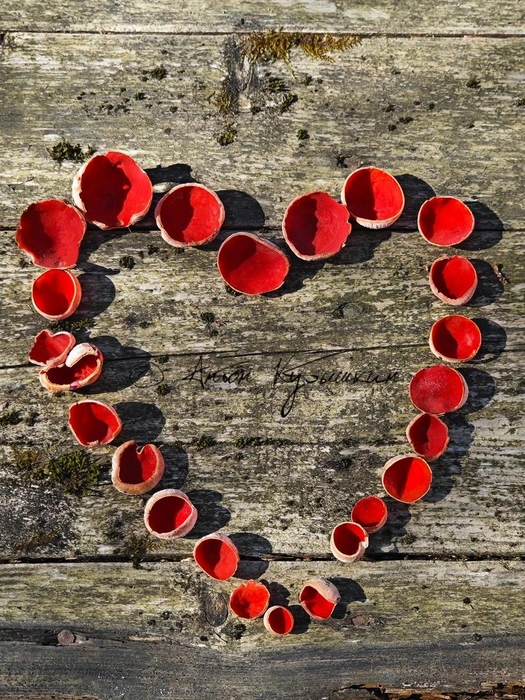 Килограммами, корзинами. Смотрите, как грибники открыли сезон | Источник: Антон Кубышкин / Грибы и Грибники СПб