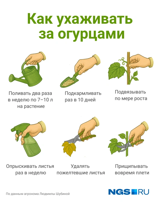 Огурцы нужно регулярно подкармливать | Источник: Юрий Орлов / Городские медиа