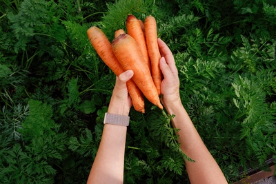На Ставрополье за неделю резко подорожала морковь