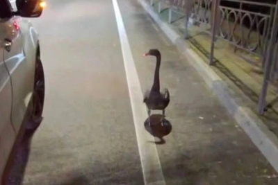 Черный лебедь сбежал из сочинского дендрария от собак