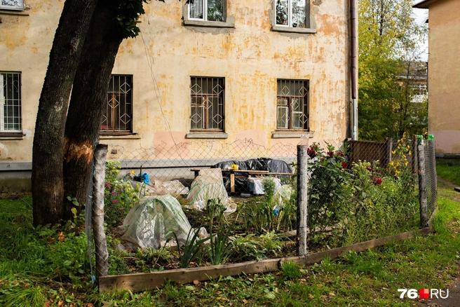 Свежая зелень к ужину — со своего огорода | Источник: Александра Савельева