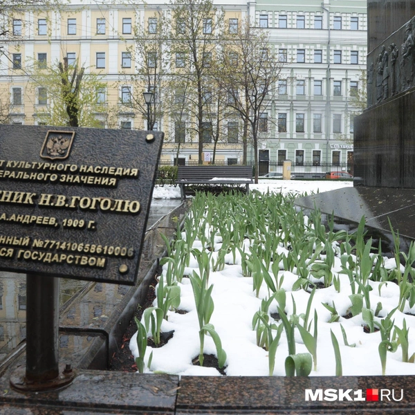 По словам ландшафтного дизайнера, похолодание могло сказаться на внешнем виде цветов | Источник: Дмитрий Толстошеев / MSK1.RU